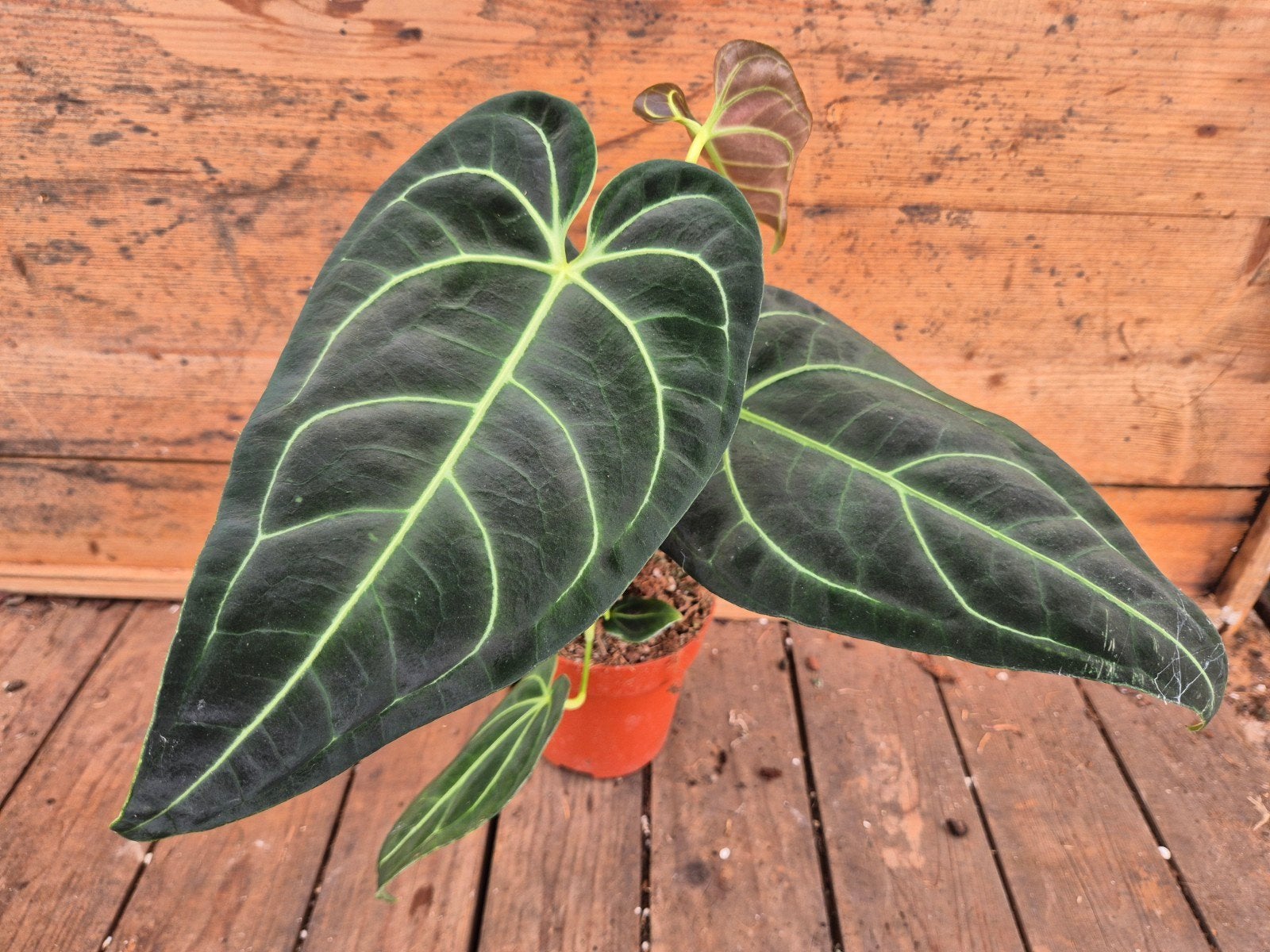 Anthurium Regale p12 (2), Huis en Inrichting, Ophalen of Verzenden, Halfschaduw, Minder dan 100 cm