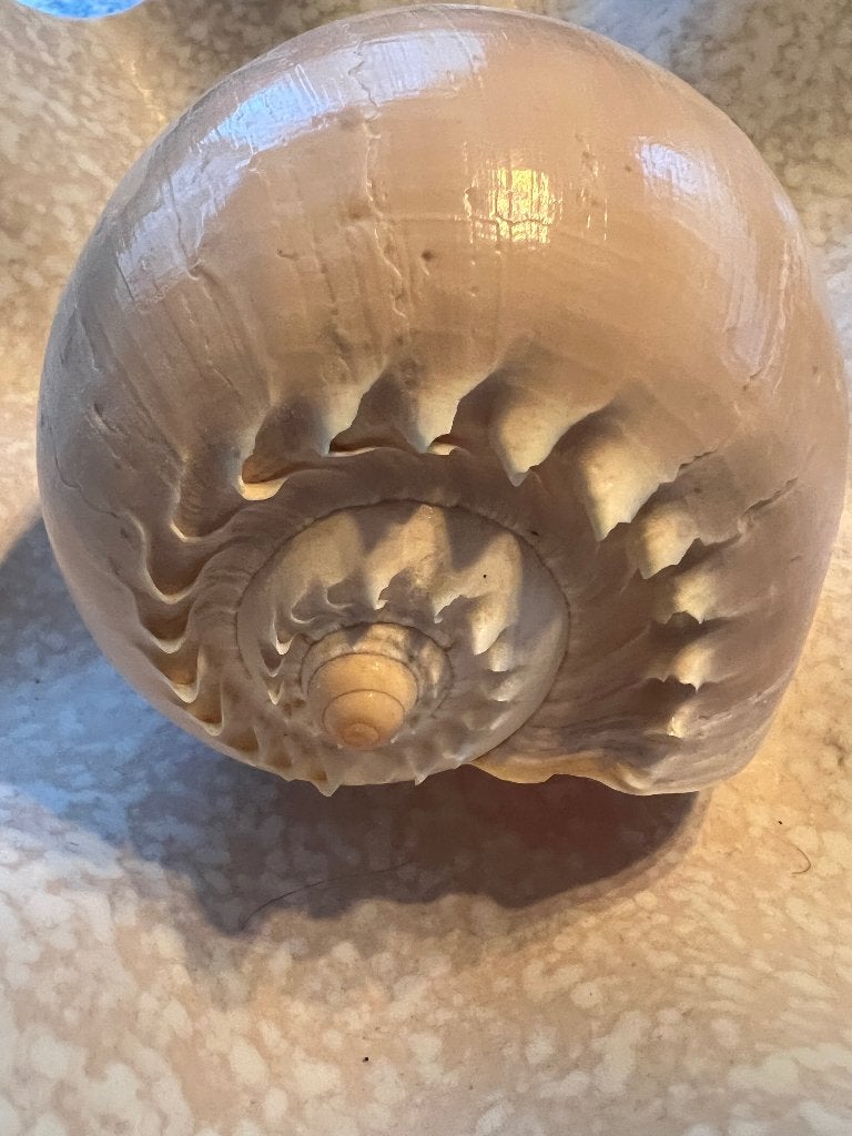 Prachtige Grote Melo Diadema Schelp (Meloenschelp) 18cm, Ophalen of Verzenden, Zo goed als nieuw, Overige materialen