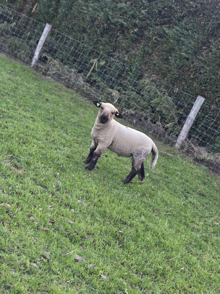 Ram lam Hampshire down, Mannelijk, Schaap