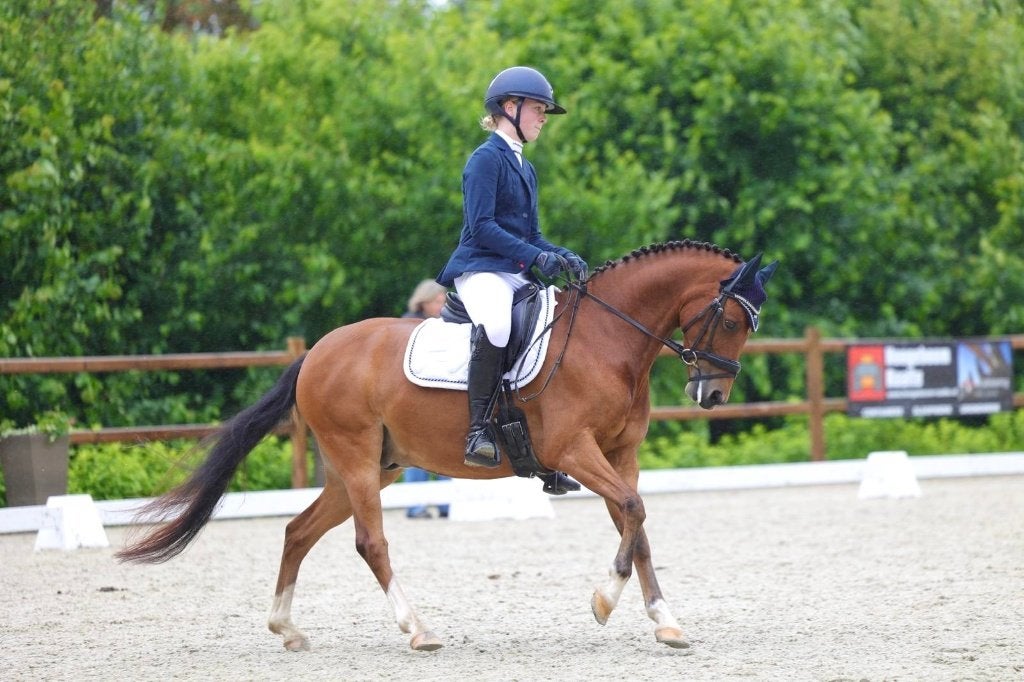 pony, Dieren en Toebehoren, Pony's, Met stamboom, Ruin, Dressuurpony, M