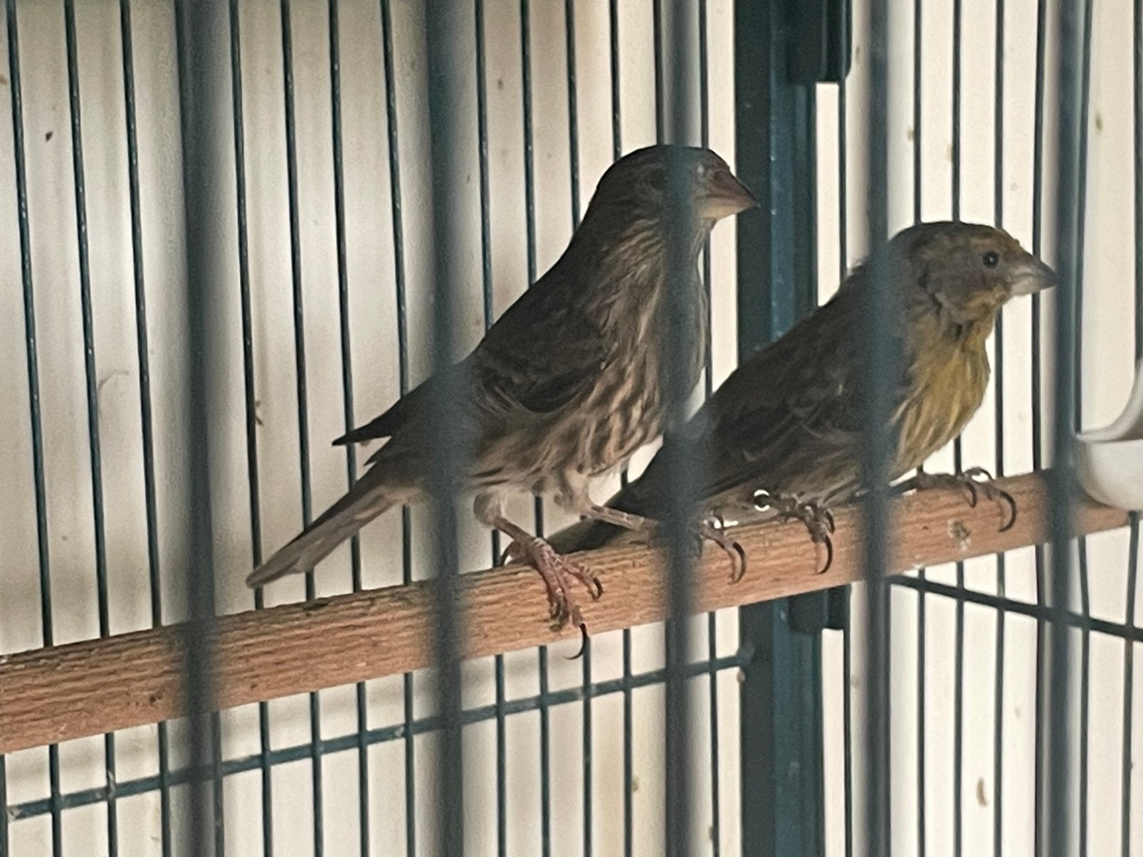Mexicaanse roodmus koppel, Dieren en Toebehoren, Meerdere dieren, Tropenvogel