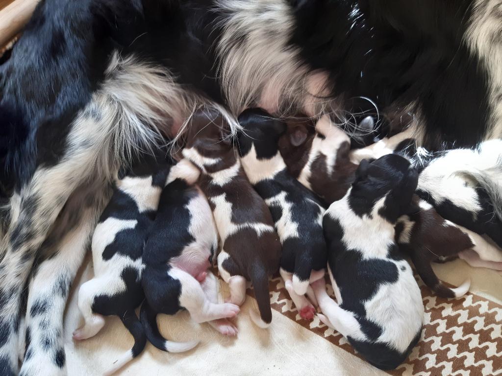 Friese Stabij pups raszuiver, Dieren en Toebehoren, Honden | Niet-rashonden, Parvo, 8 tot 15 weken, Meerdere, Meerdere dieren