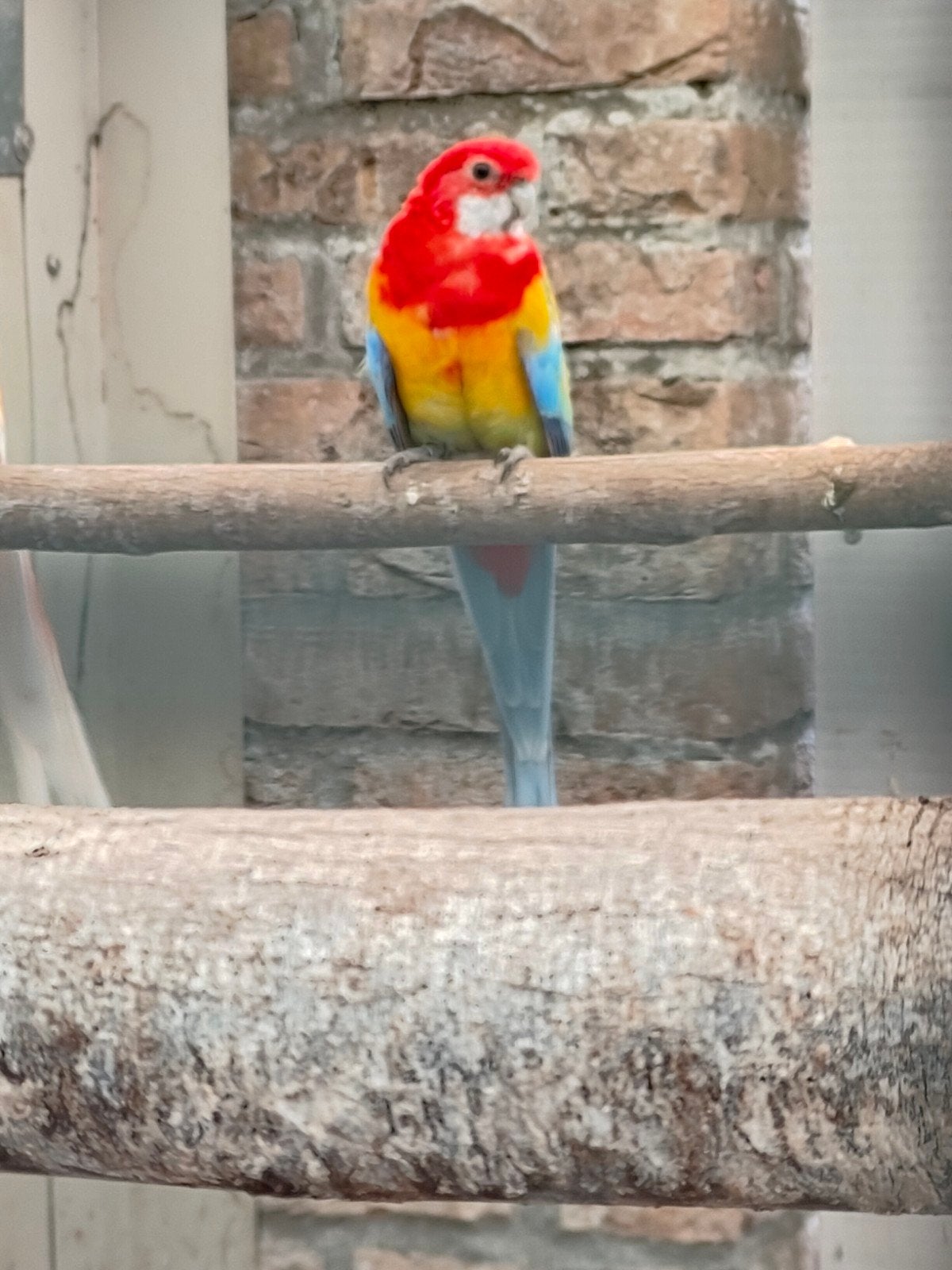 te koop rosella split pastel, Dieren en Toebehoren, Vogels | Overige Vogels, Mannelijk