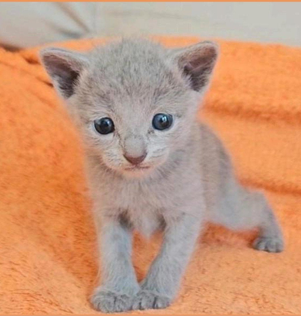 Blauwe Rus Kittens met Stammbom, Dieren en Toebehoren, Meerdere dieren, Met stamboom, 0 tot 2 jaar