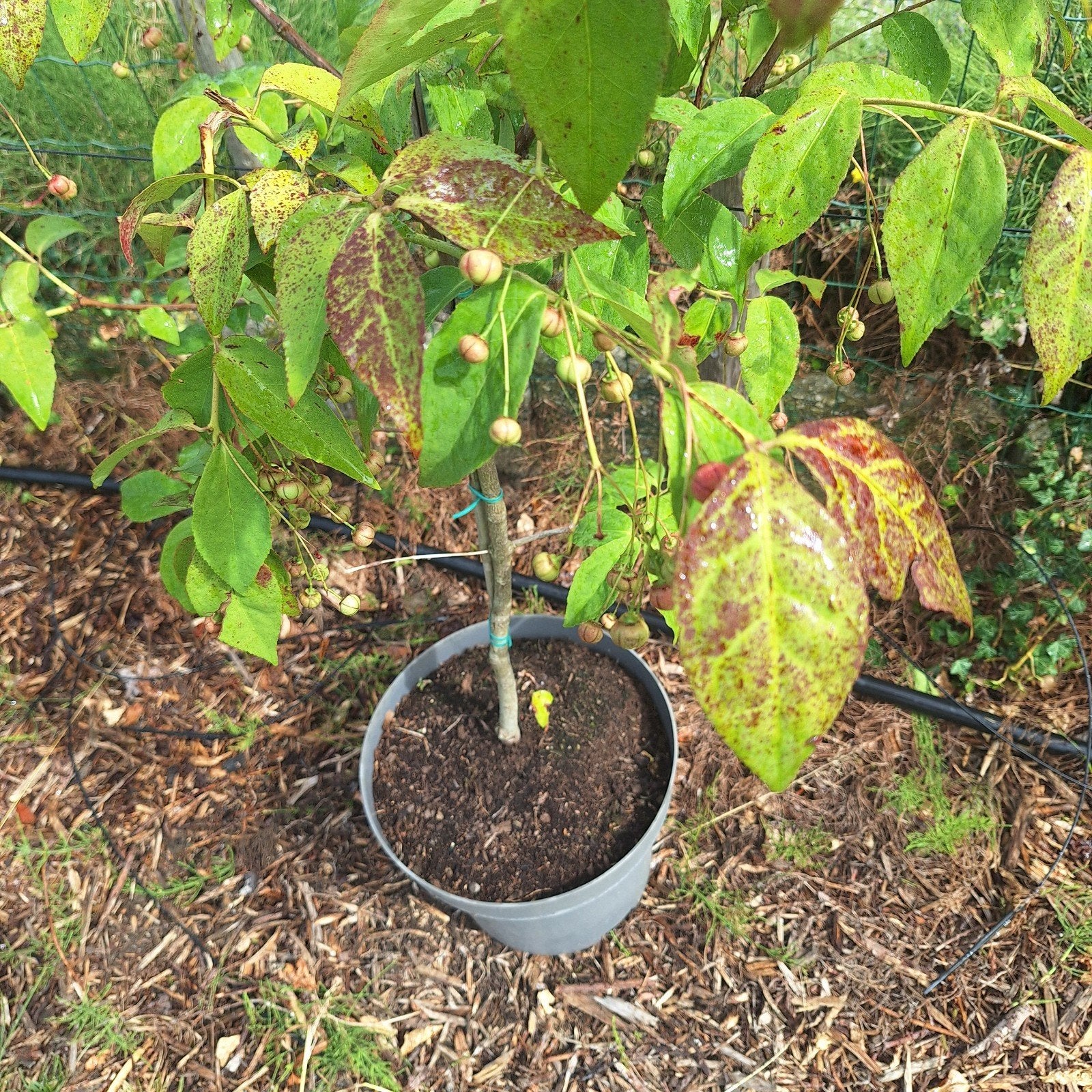 Euonymus planipes - Kardinaalsmuts, Ophalen, Overige soorten, Halfschaduw