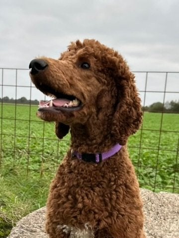 SIR THOR GROTE POEDEL REU, 1 tot 2 jaar, Buitenland, Parvo, Eén hond