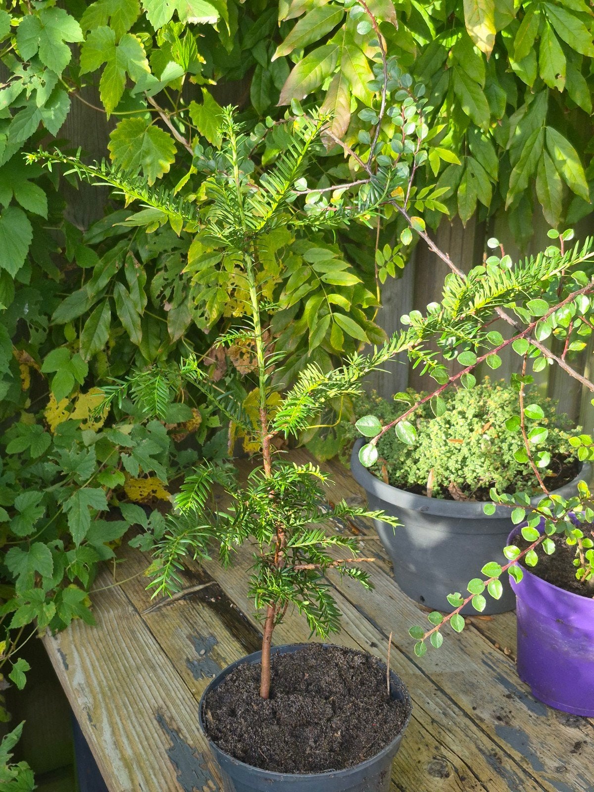 Taxus 30 cm - Ideaal voor haag of solitair, Vaste plant, Bloeit niet, Halfschaduw, Ophalen