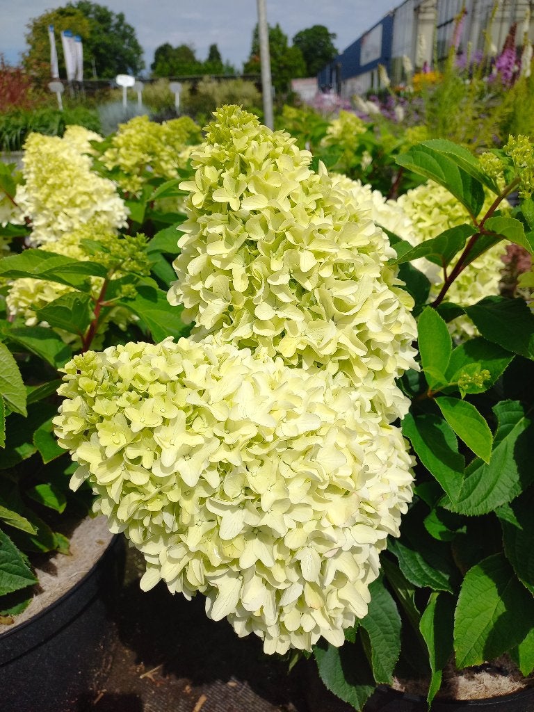 pluimhortensia silver dollar, Pinky promise little lime, Ophalen, Overige soorten, Volle zon