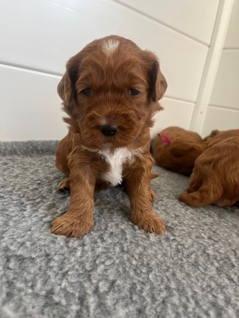 Australian labradoodle pups, Overige rassen, 8 tot 15 weken, Parvo, Meerdere