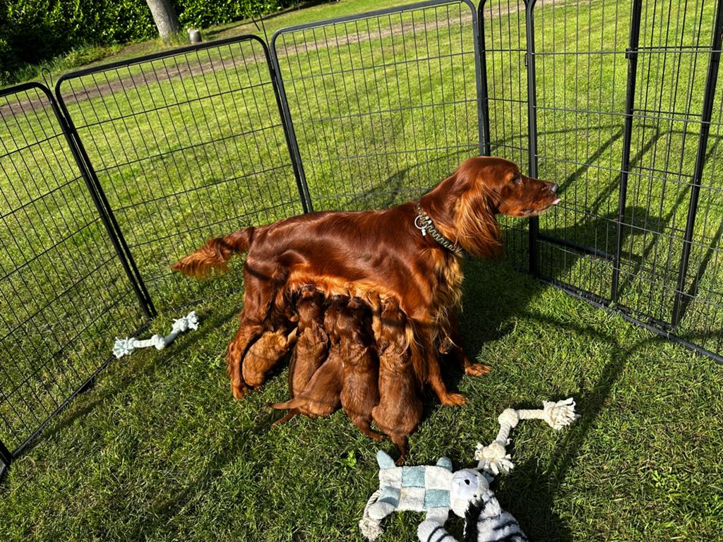 Ierse Setter pups met stamboom, Dieren en Toebehoren, Honden | Setters en Staande honden, HCC (leverziekte), 8 tot 15 weken, Meerdere