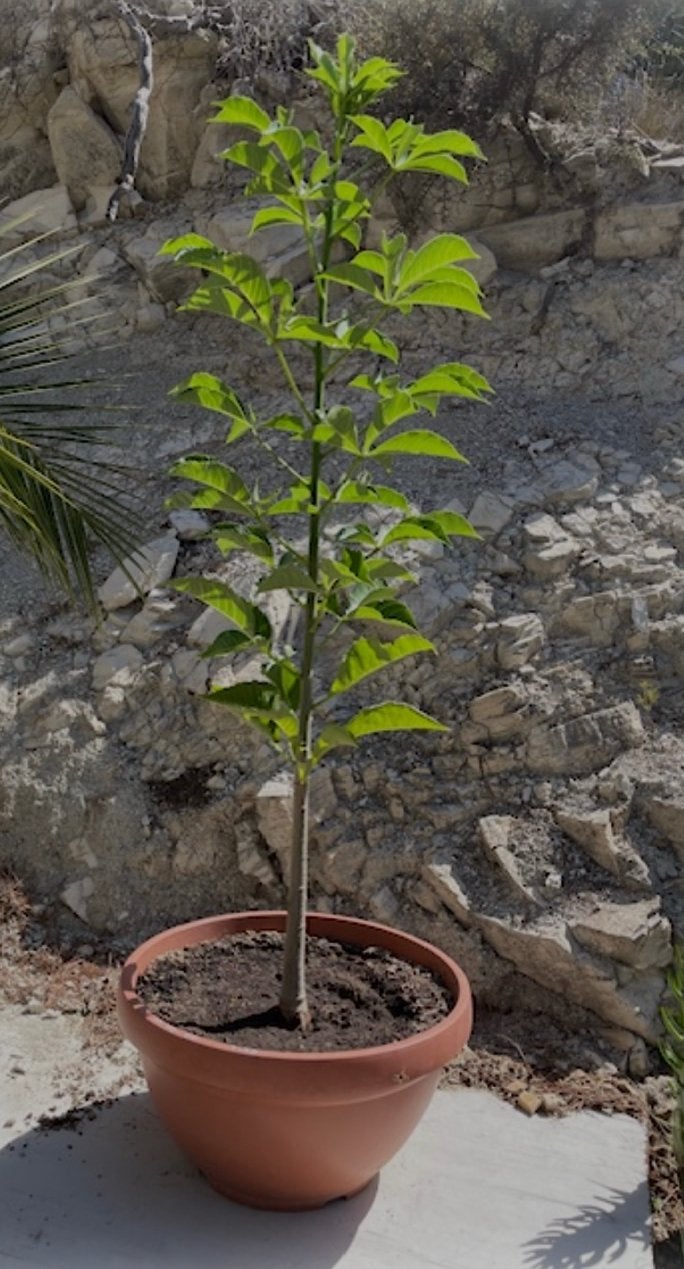 Mooie gezonde baobab – exotische blikvanger, Bloeit niet, Overige soorten, 100 tot 250 cm, Ophalen