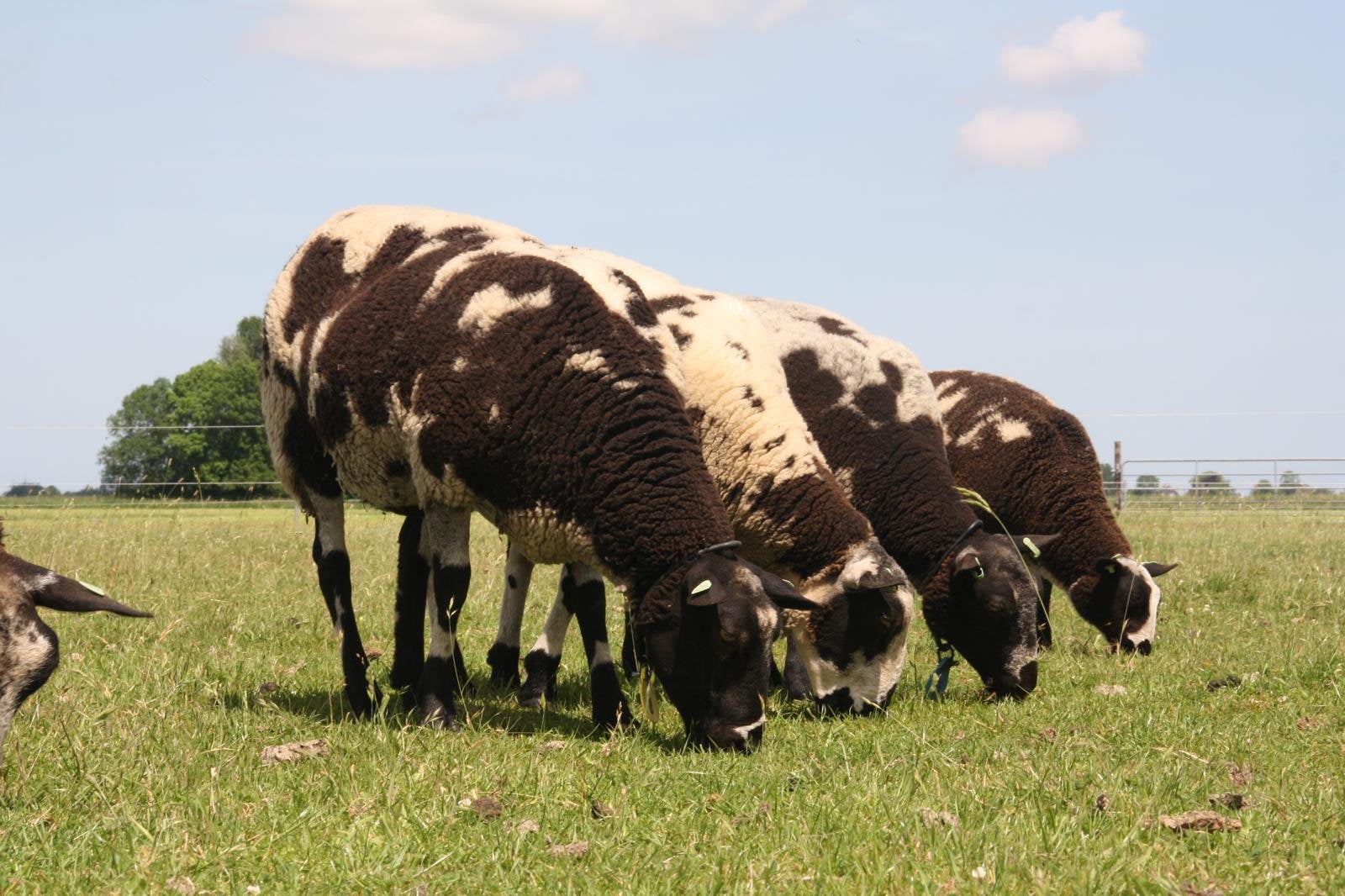 Koppel bonte schapen., Meerdere dieren, Schaap
