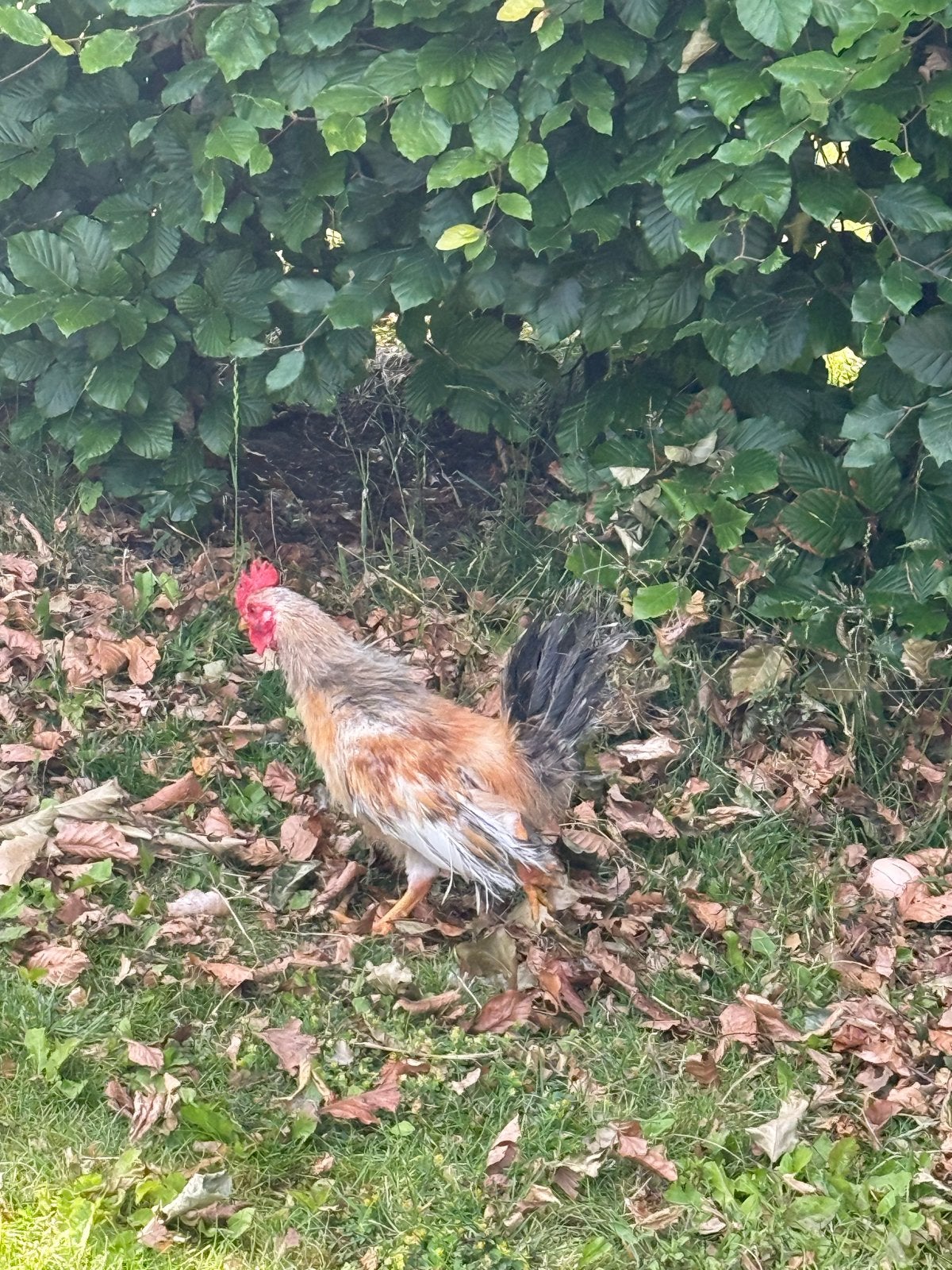 Gratis Twee serama ayam haantjes 16 weken, Dieren en Toebehoren, Pluimvee, Mannelijk, Kip