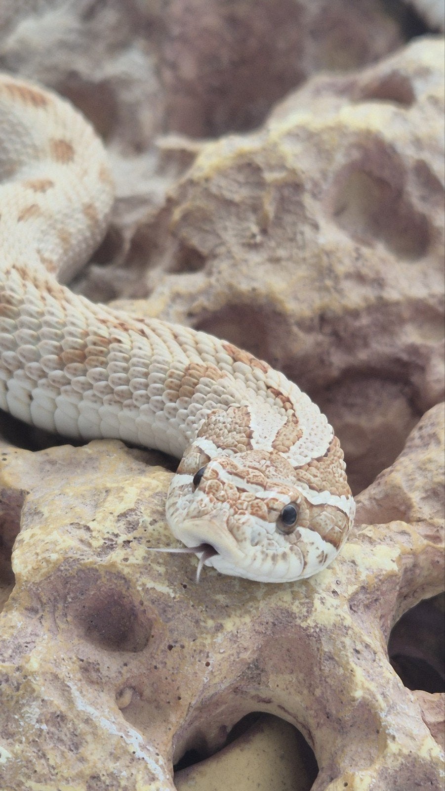 Haakneusslang. hognose.  volwassen. Adult vrouw Hognose Snake - female for sale from De Jong