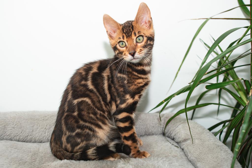 Raszuiver Bengaalse kittens beschikbaar/mag direct verhuizen, Dieren en Toebehoren, Katten en Kittens | Raskatten | Korthaar, Meerdere dieren