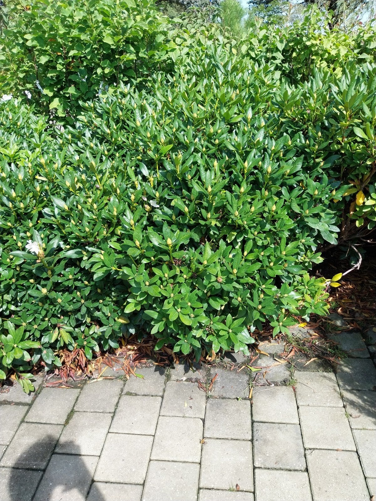 Grote Rhododendron 'Cunningham's White' struiken 80-120 cm, Vaste plant, Halfschaduw, Lente, Ophalen