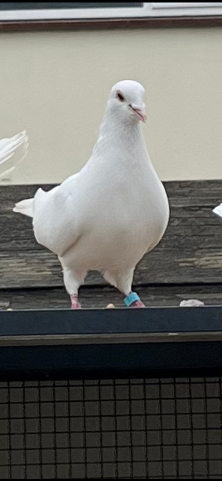 Gratis witte duif man, Mannelijk, Overige soorten