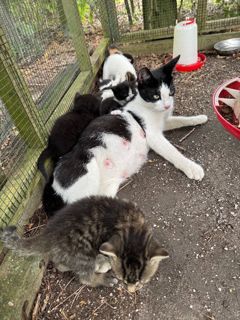 jonge poesjes, Meerdere dieren, Kortharig, 0 tot 2 jaar