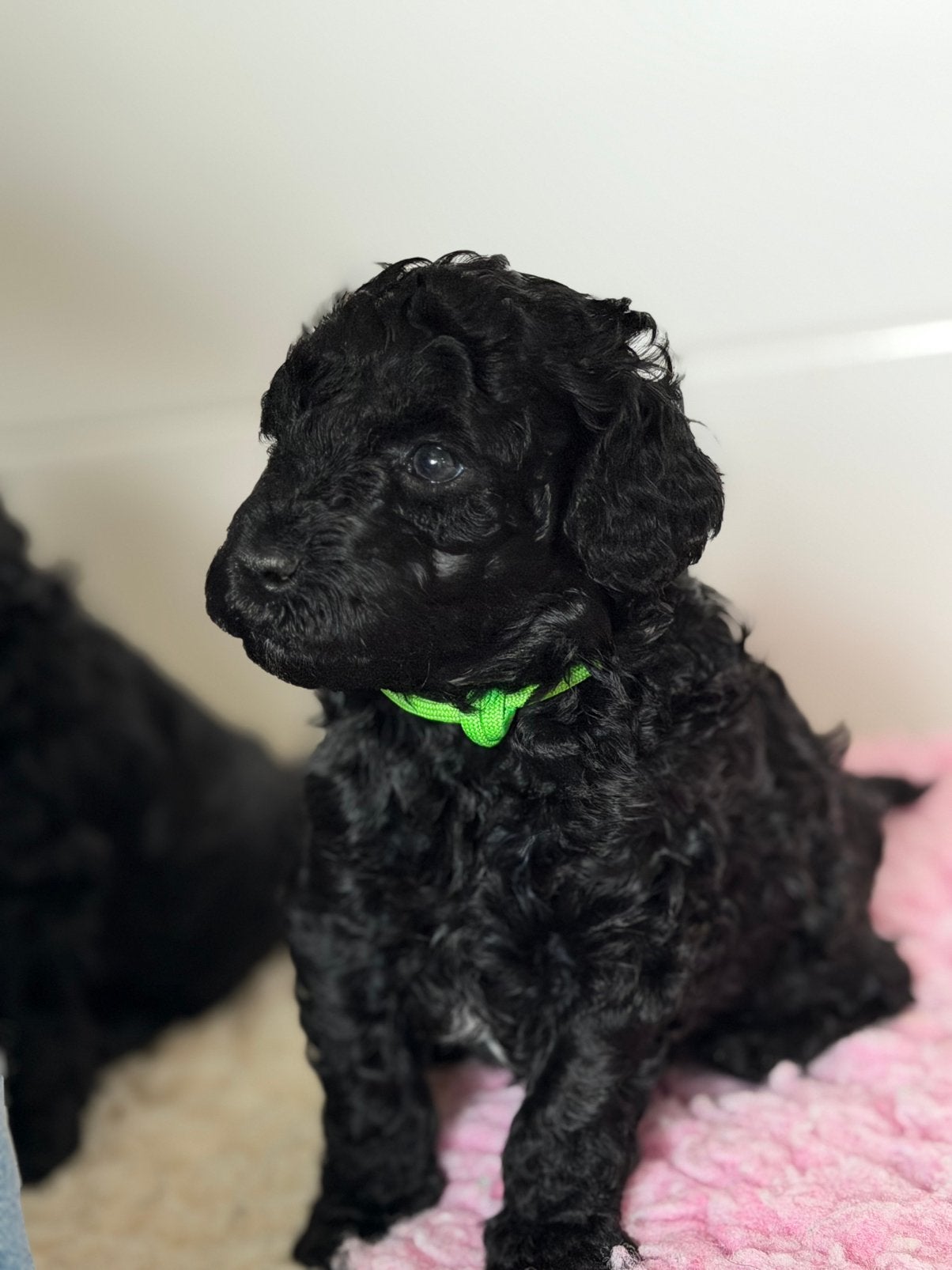 Mini (Australian) labradoodle pups, nog 1 beschikbaar, Overige rassen, CDV (hondenziekte), 8 tot 15 weken, Meerdere