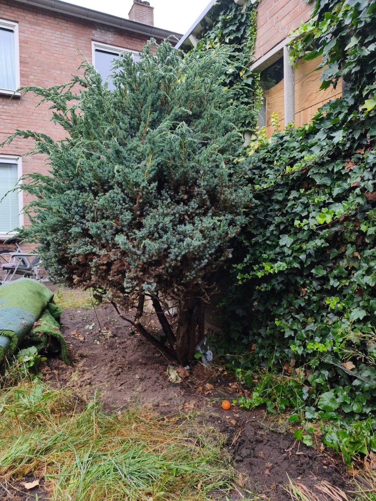 Juniperus Blauw ZSM - Conifeer voor Tuin of Terras, Overige soorten, Volle zon, Vaste plant, Ophalen of Verzenden