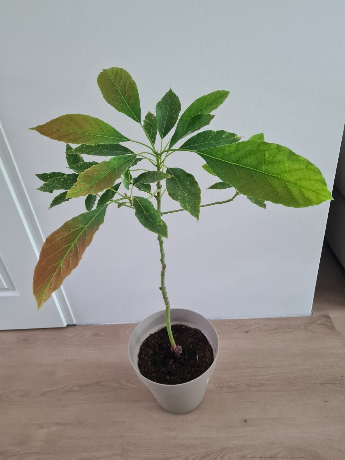 Avocado plant, exclusief pot, Ophalen