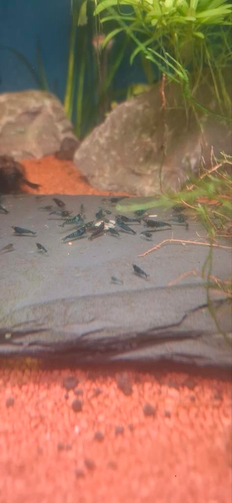 Bleu dream orange eyes neo.caridina kraanwater, Vis