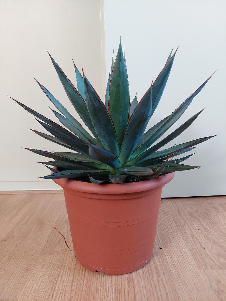 Agave Shaka Zulu - Agave / Eeuwplant H: 54 cm., Ophalen, Vetplant, Halfschaduw, Minder dan 100 cm
