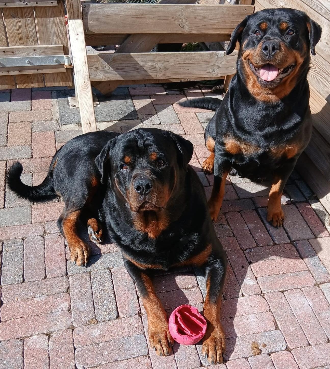 nest aankondiging rottweiler pups, Meerdere, Meerdere dieren, 3 tot 5 jaar, Rottweiler