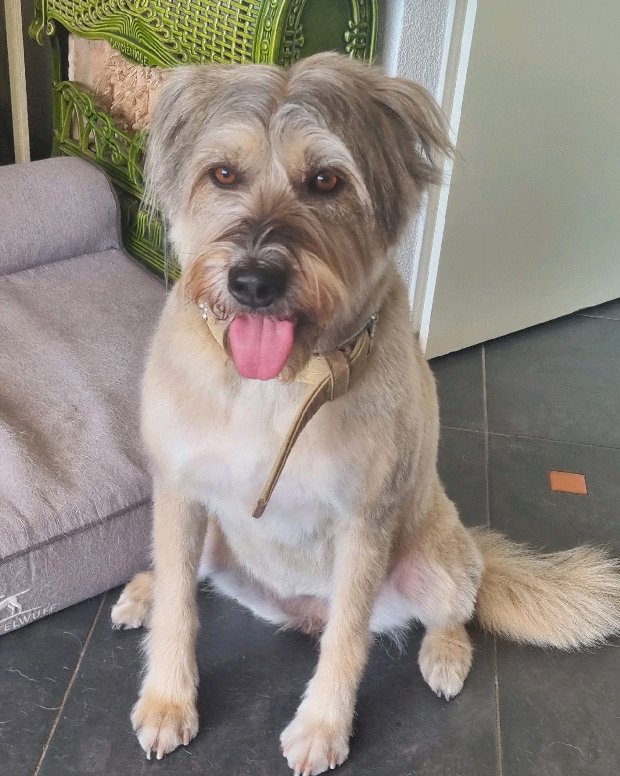 hondje Jill ter adoptie, Particulier, Buitenland, Teef, Eén hond
