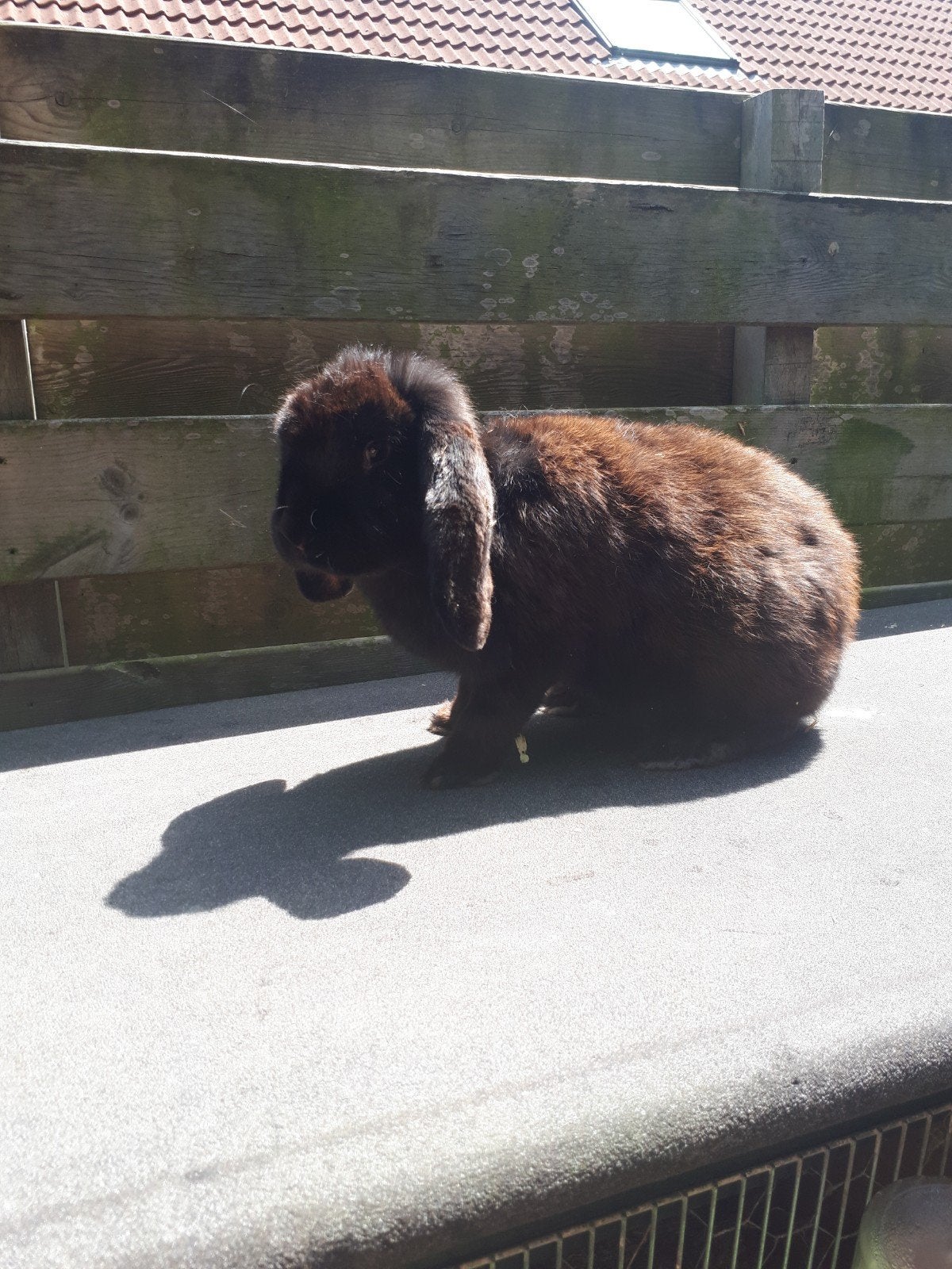 Te koop Franse hangoor voedster 8 maanden oud, Vrouwelijk, Groot, Hangoor