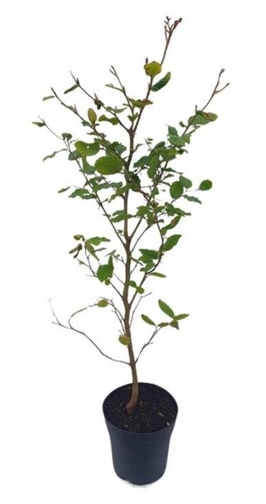Groene Beukenhaag 60-80cm -, Overige soorten, Vaste plant, Ophalen of Verzenden, Bloeit niet