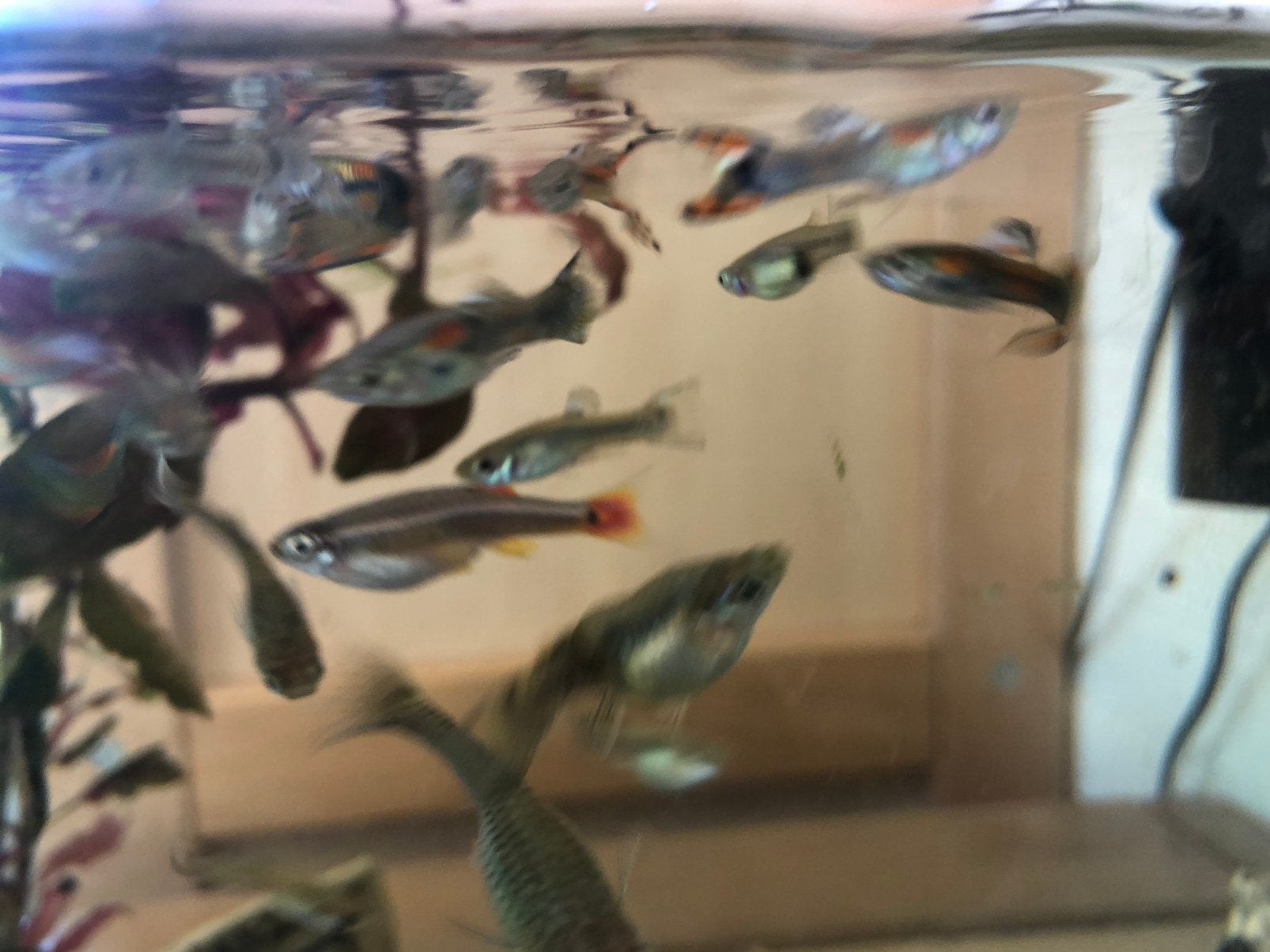 Endler guppen mannetjes en vrouwtjes 1 euro per stuk, Dieren en Toebehoren, Vis