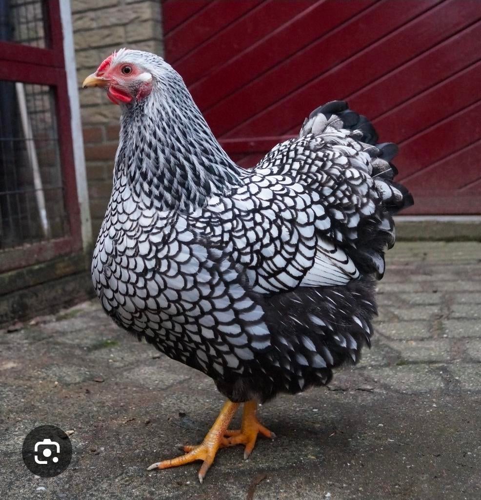 Gezocht, Wyandotte groot, zilver gezoomd, Vrouwelijk, Kip