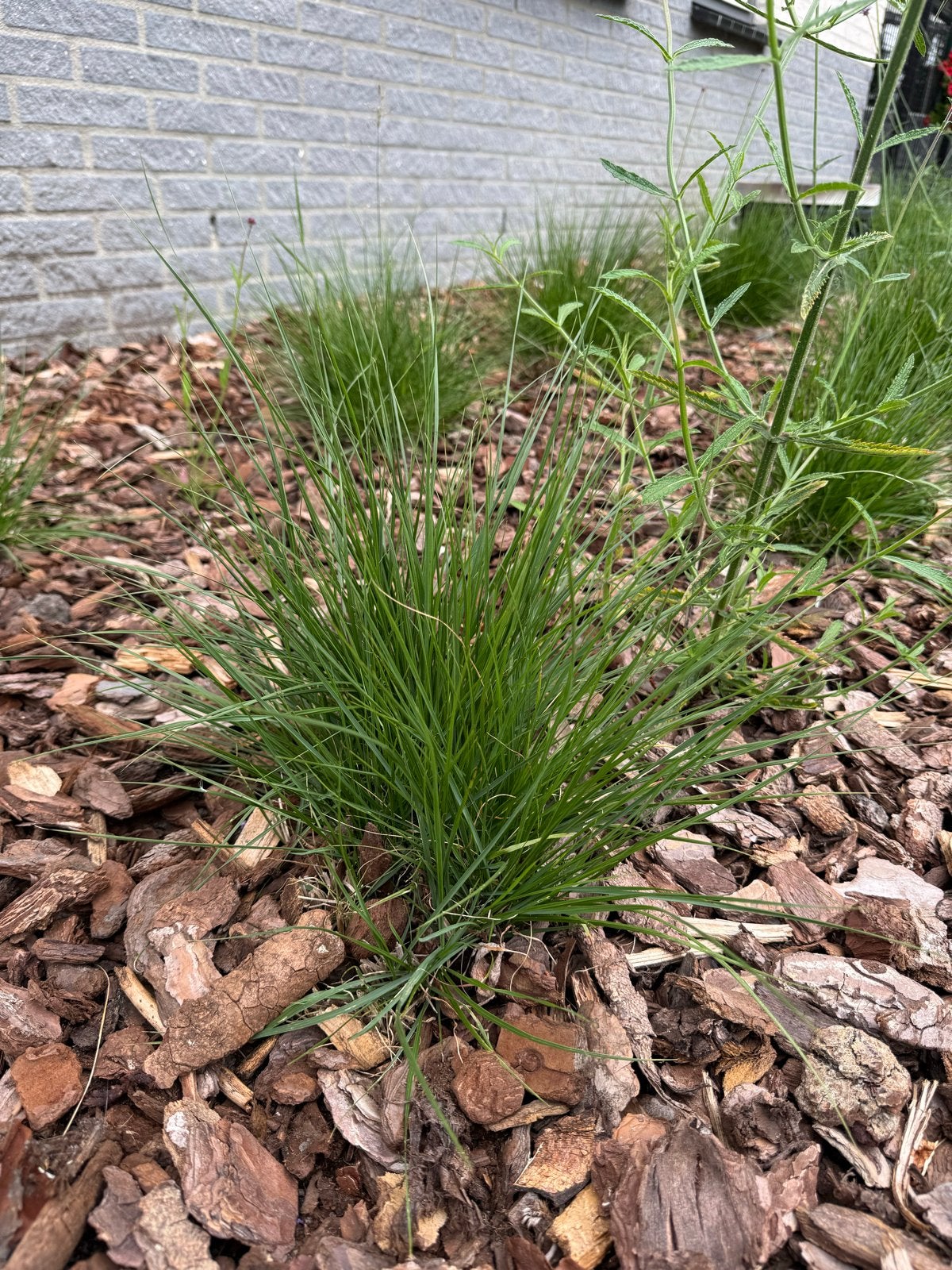 18x Pennisetum alopecuroides 'Little Hameln', Ophalen, Vaste plant, Siergrassen, Volle zon