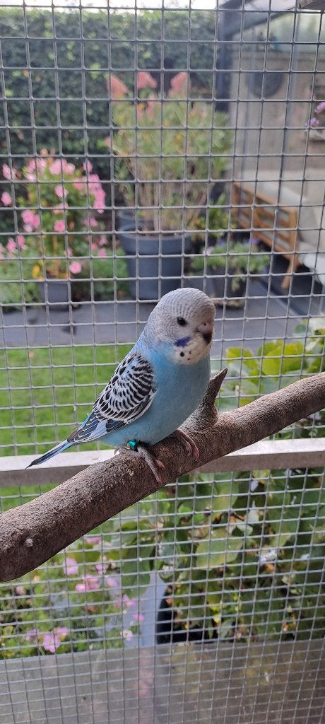 jonge grasparkietjes voor tam te maken, Meerdere dieren, Parkiet