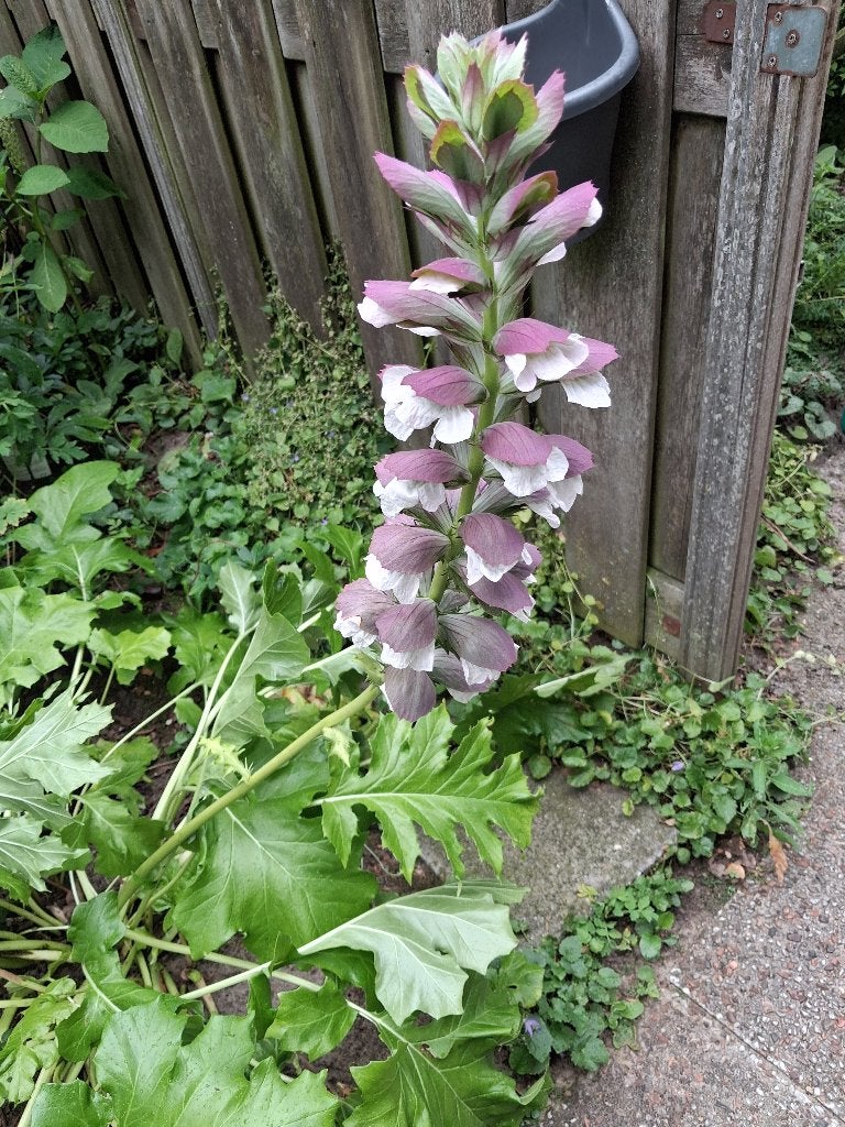 winterhardetuinplanten van de Acantus 8 potten, Vaste plant, Halfschaduw, Zomer, Ophalen