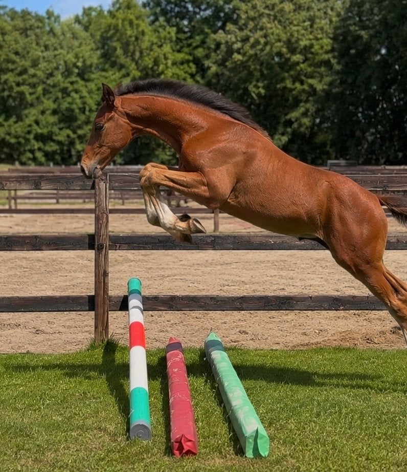 Hengstveulen Darry Lou x Comme il Faut x Carthago, Dieren en Toebehoren, Paarden, Hengst, Springpaard, 0 tot 2 jaar