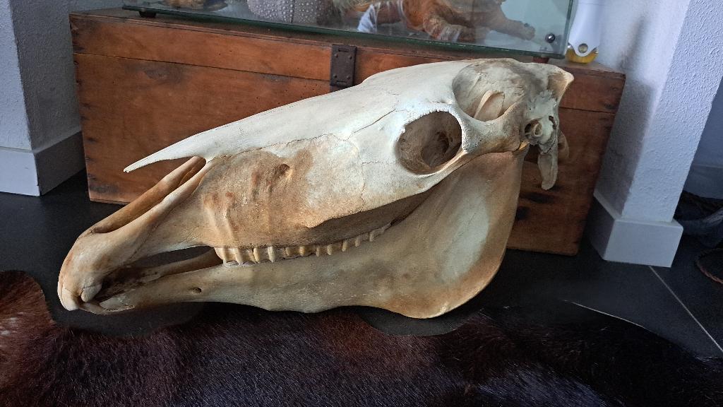 div. schedel opgezette dieren taxidermie anatomische modelen, Verzamelen, Dierenverzamelingen, Ophalen, Gebruikt, Paard, Schedel