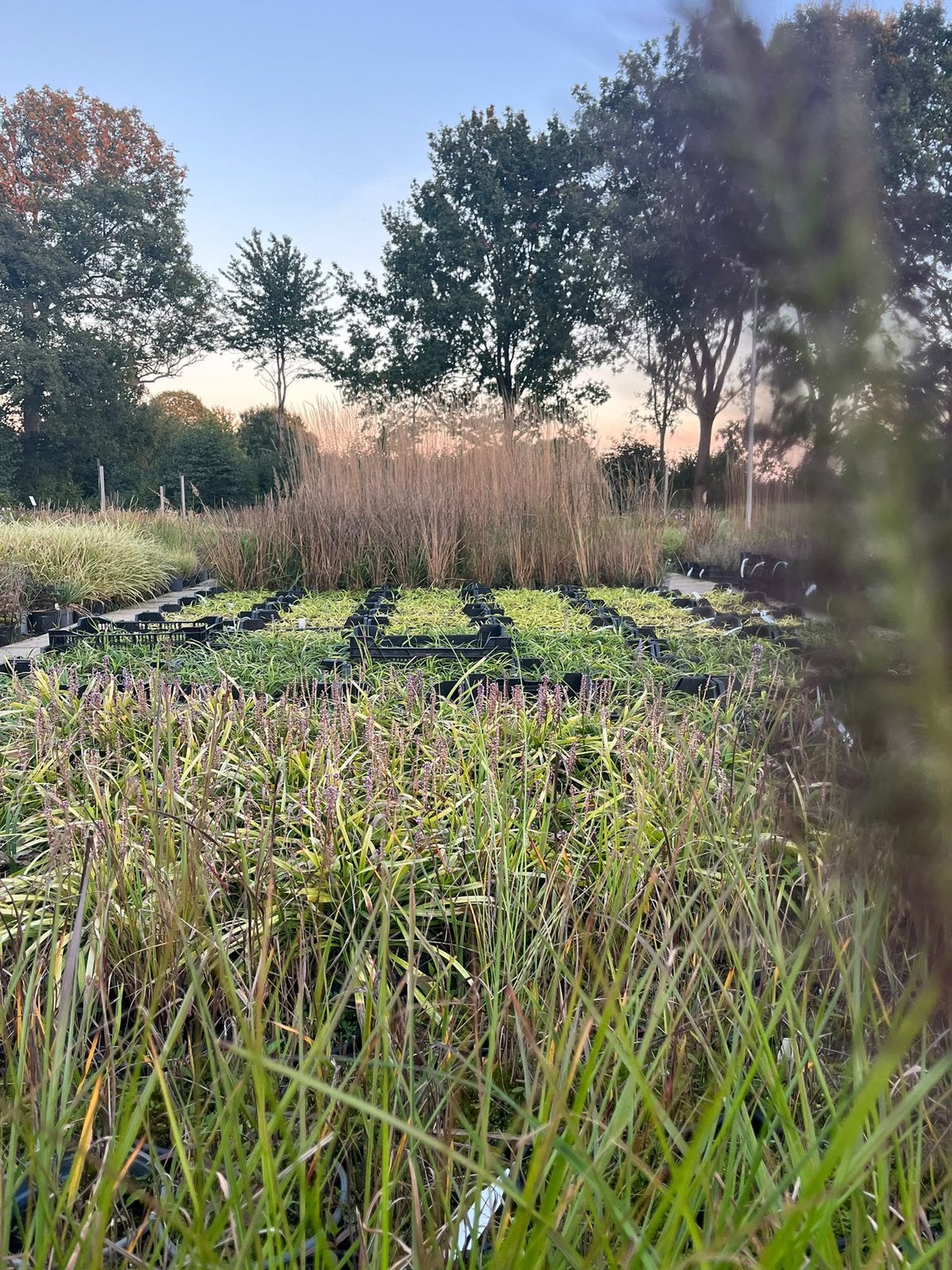 Kwekerij ook voor particulieren, Tuin en Terras, Ophalen, Overige soorten, Volle zon