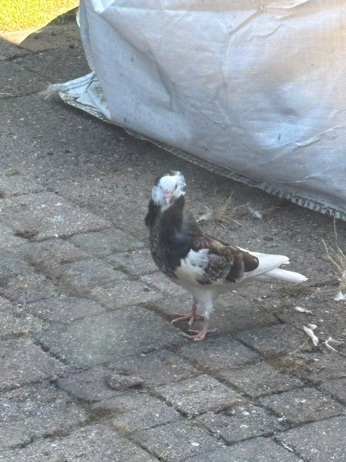 Kapucijn duiven, Dieren en Toebehoren, Vogels | Duiven, Meerdere dieren, Overige soorten