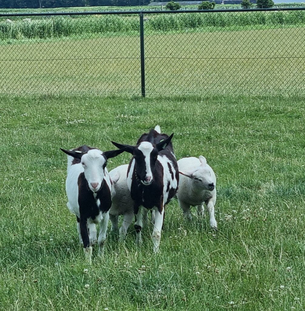 Melkgeiten, Dieren en Toebehoren, Schapen, Geiten en Varkens, Vrouwelijk, Geit, 0 tot 2 jaar