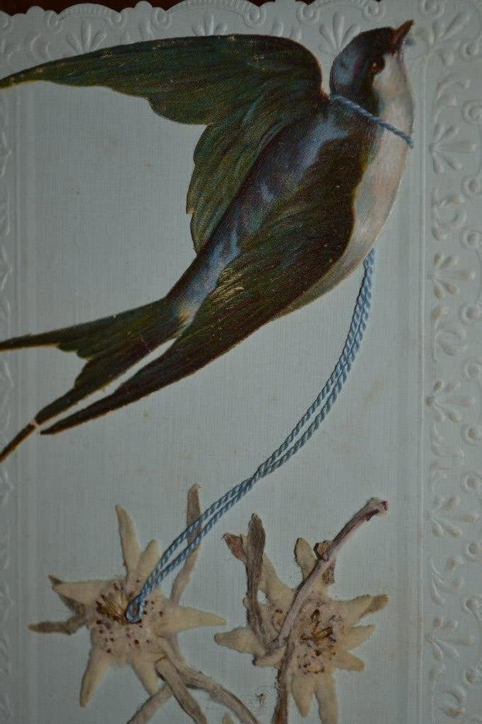 frk 1910 poesieplaatje vogel zwaluw gedroogde edelweiss, Ophalen of Verzenden, Voor 1920, Gelopen, Sterren en Beroemdheden