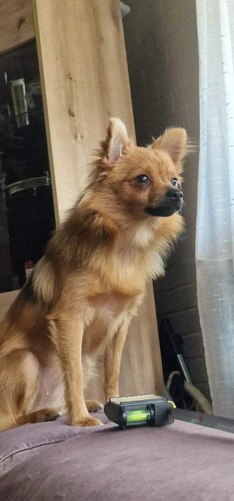 Hond, Dieren en Toebehoren, Honden | Chihuahua's en Gezelschapshonden, Parvo, 8 tot 15 weken, Teef, Eén hond