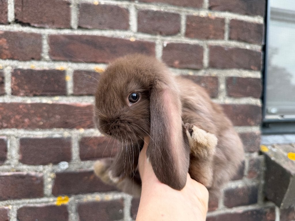 Lieve chocolade bruine Franse Hangoor rammen - BramsRabbits, Mannelijk, Groot, Hangoor
