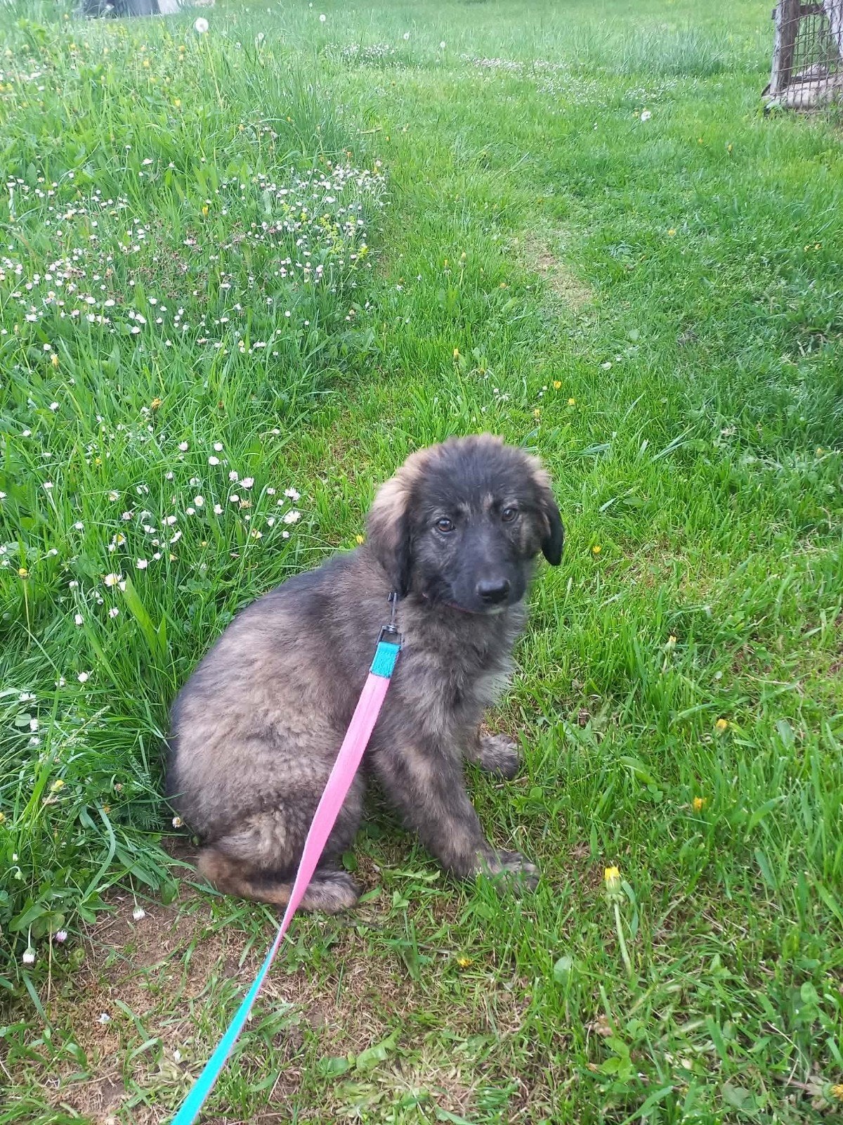 Knappe Cissa zoekt een thuis, Dieren en Toebehoren, Honden | Niet-rashonden, Particulier, 15 weken tot 1 jaar, Buitenland, Teef