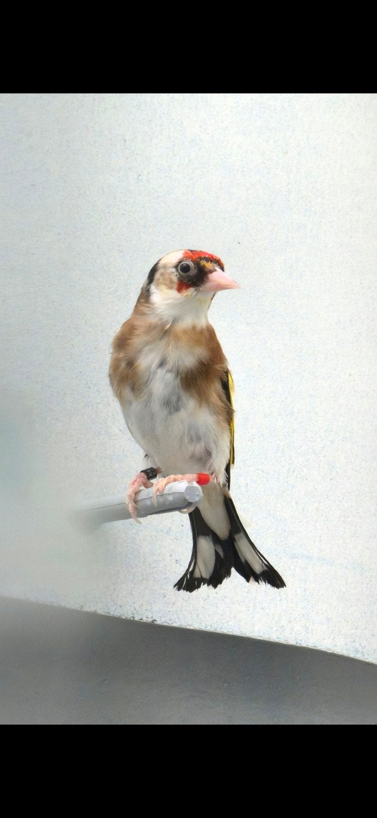 mooi kleine putter man 2025, Mannelijk, Wildzangvogel, Geringd