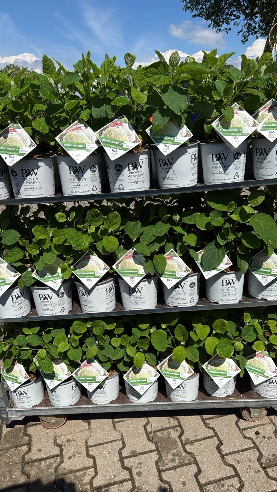 Strong Annabelle Hortensia - Gecertificeerd in 3L pot, Tuin en Terras, Ophalen, Vaste plant, Overige soorten, Halfschaduw