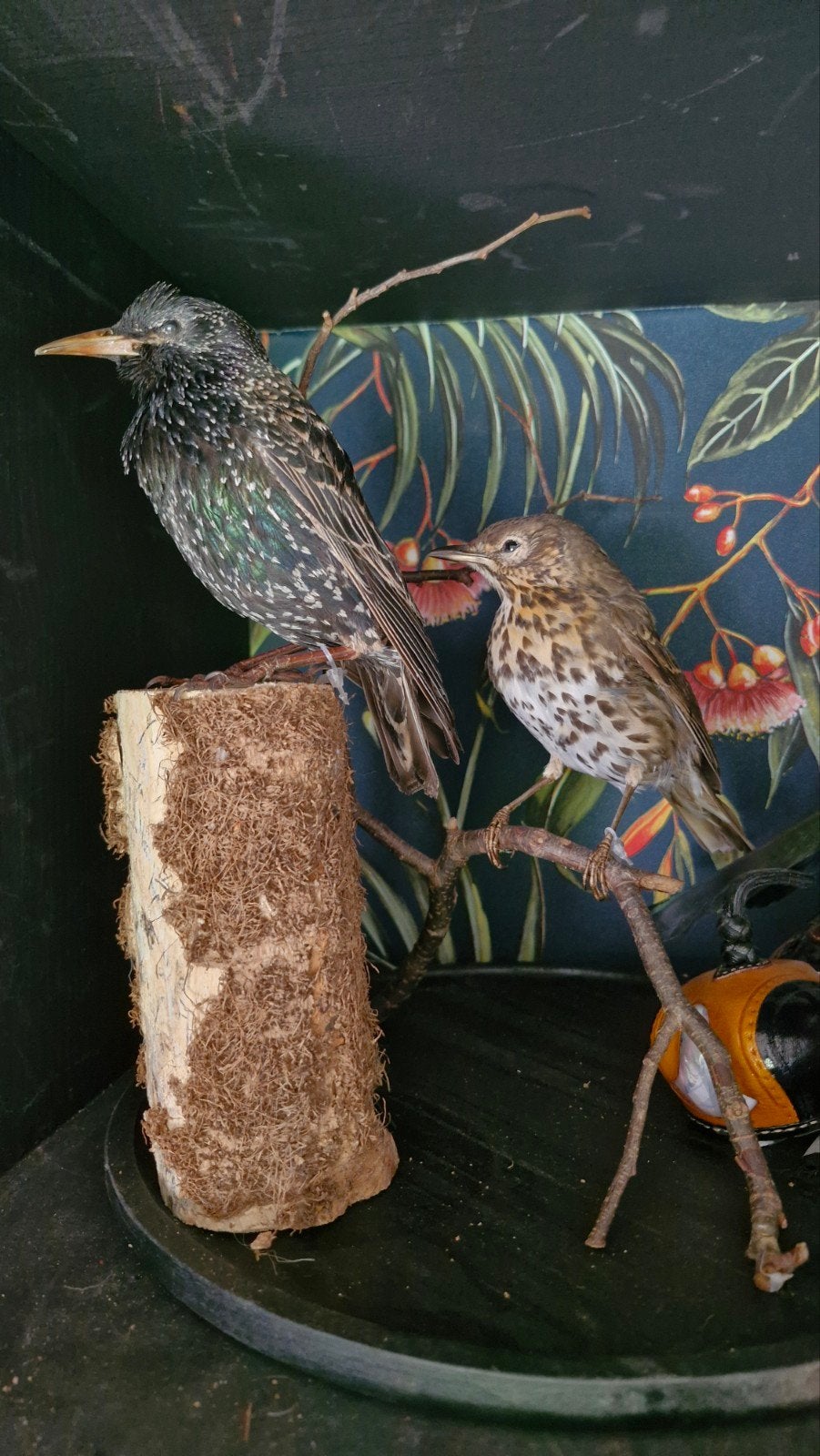 Opgezette vogel, Ophalen of Verzenden, Vogel, Opgezet dier