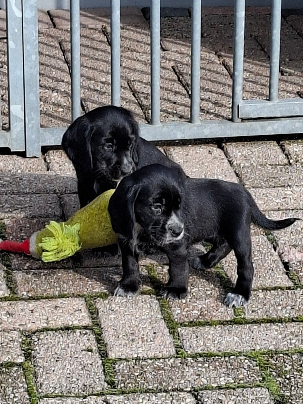 Prachtige Beagle x Cocker Spaniel pups puppy's (Bocker), Dieren en Toebehoren, Beagle, CDV (hondenziekte), 8 tot 15 weken, Meerdere