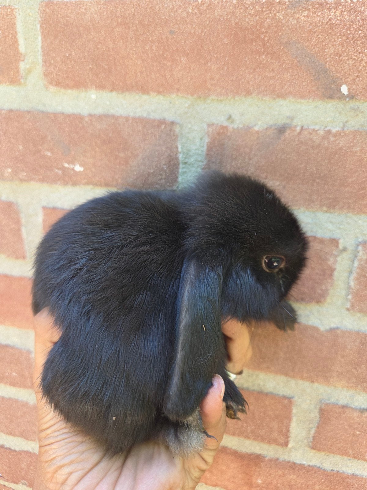 Mini lop konijnen, Dieren en Toebehoren, Konijnen, Meerdere dieren